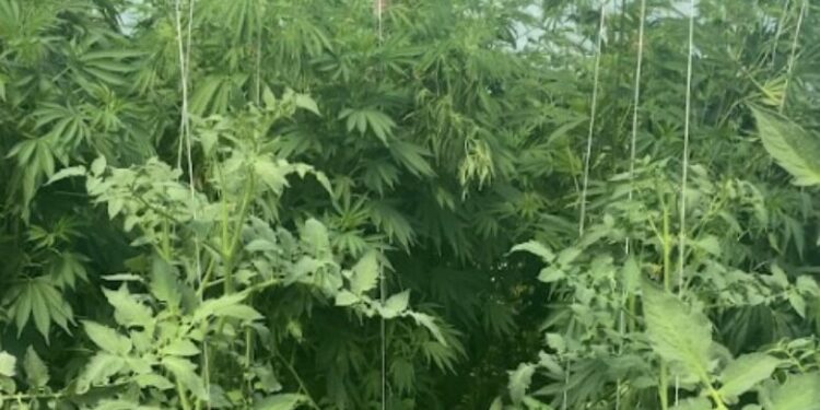 Policia gjatë një bastisje gjen rreth 28 bimë narkotike të llojit Kanabis Sativa në Gjilan