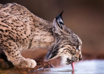 Një nga macet më të rralla në botë nuk është më e rrezikuar