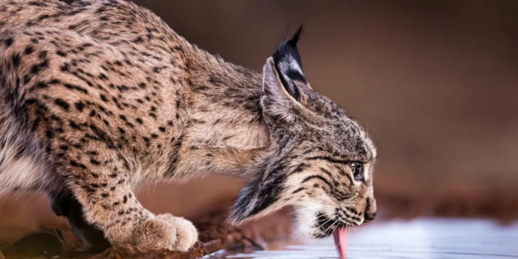 Një nga macet më të rralla në botë nuk është më e rrezikuar