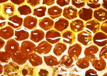 Dylli i bletës me vlera të rralla kurative