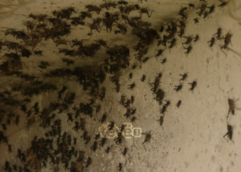 Insektet “pushtojnë” një fshat në Klinë, çfarë thonë banorët?