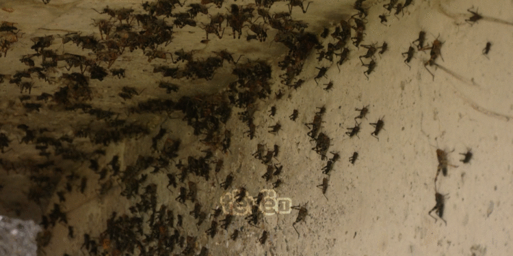 Insektet “pushtojnë” një fshat në Klinë, çfarë thonë banorët?