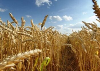 Temperaturat e larta në Kosovë shqetësojnë bujqit, ekspertët shpjegojnë për dëmet që pësojnë të mbjellat