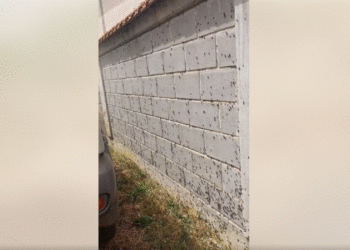 Insektet vërshojnë një lagje në Jashanicë të Klinës