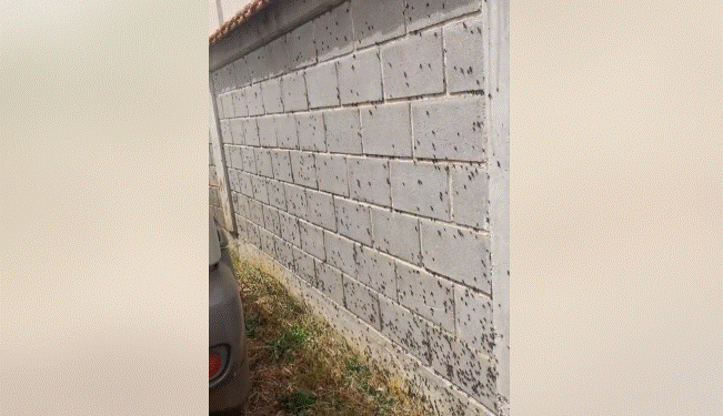 Insektet vërshojnë një lagje në Jashanicë të Klinës