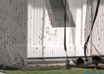 AUV s’ka kompetencë intervenimi për insektet në Klinë, thotë se vijnë nga toka e papunuar