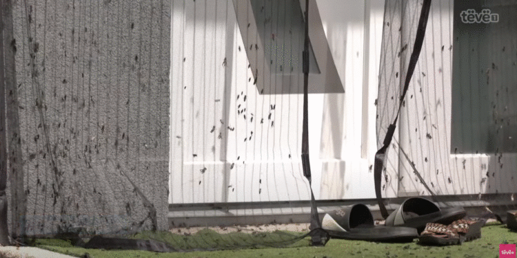 AUV s’ka kompetencë intervenimi për insektet në Klinë, thotë se vijnë nga toka e papunuar