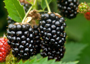 Fruti më i mirë i verës – Si të përdorni manaferrat për rënien nga pesha