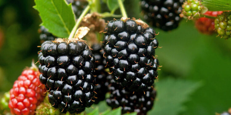 Fruti më i mirë i verës – Si të përdorni manaferrat për rënien nga pesha