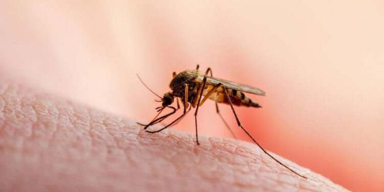 10 mënyra për të larguar mushkonjat