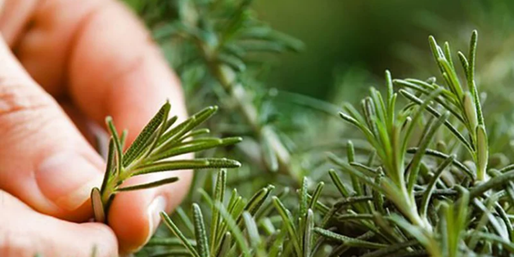 5 përfitimet shëndetësore të çajit të rozmarinës qe nuk i keni ditur më parë