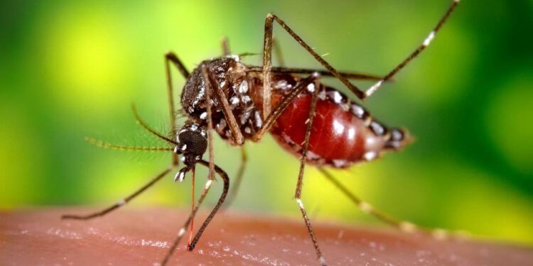 IKShPK bën thirrje për kujdes nga pickimi i mushkonjave