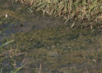 Banorët e Bibajt në Ferizaj në hall me ujërat e zeza që afër tri vite