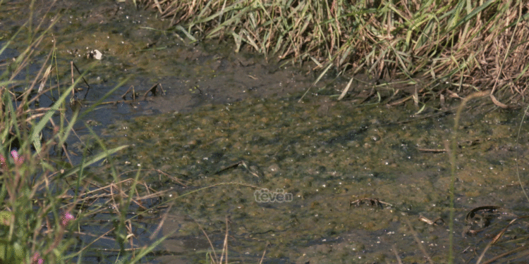 Banorët e Bibajt në Ferizaj në hall me ujërat e zeza që afër tri vite
