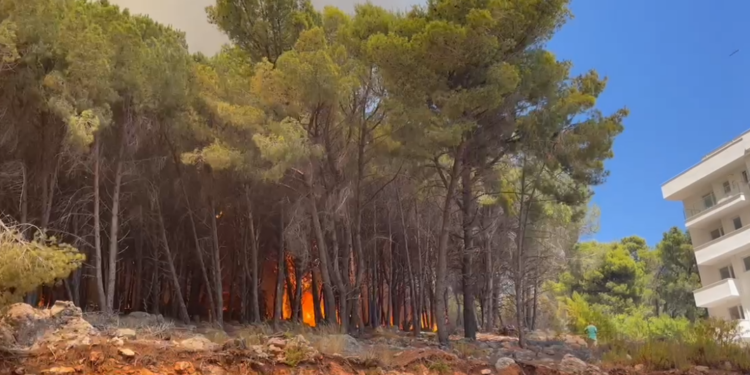 Shëngjini në flakë, u rrezikuan banesa e resorte turistike! Flet kreu i zjarrfikësve