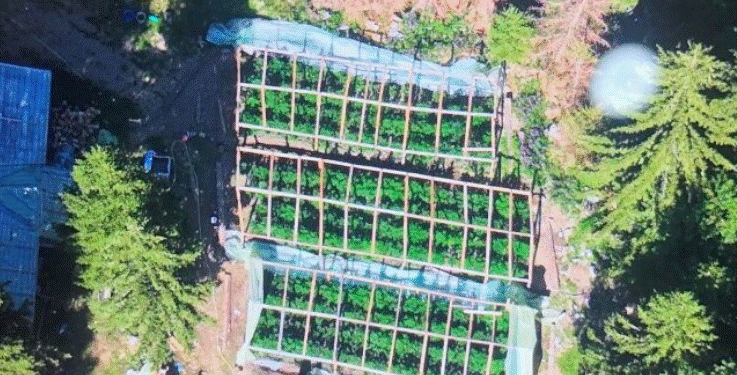 Identifikohen 4 sera me marihuanë në një zonë të thellë malore në Deçan