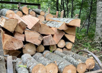 Tre persona arrestohen duke prerë drurë ilegalisht në Jezercë të Ferizajt