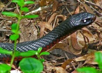 IKSHPK jep këshilla për kujdes nga kafshimi i gjarprit