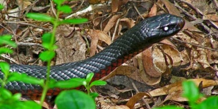 IKSHPK jep këshilla për kujdes nga kafshimi i gjarprit