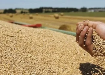 Peci: Kosova siguron bukën e motmotit