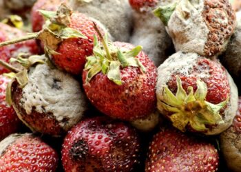 Sa zgjat helmimi nga ushqimi? – Shenjat e para që duhet të dini