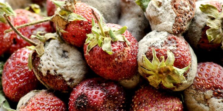 Sa zgjat helmimi nga ushqimi? – Shenjat e para që duhet të dini