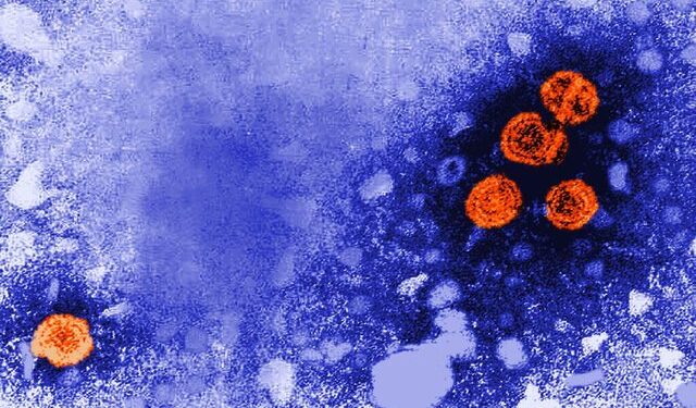 Dita Botërore e Hepatitit