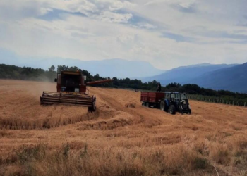 Të burgosurit korrin grurin në Dubravë, mbledhin rreth 32 mijë kilogramë