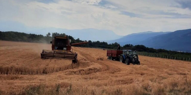 Të burgosurit korrin grurin në Dubravë, mbledhin rreth 32 mijë kilogramë