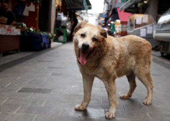 Turqia miraton ligj për largim të qenve endacakë nga rrugët, opozita e kundërshton
