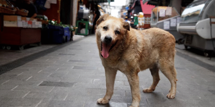 Turqia miraton ligj për largim të qenve endacakë nga rrugët, opozita e kundërshton