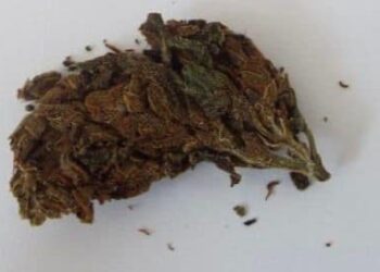 I konfiskohet substancë narkotike një të burgosuri në Gjilan