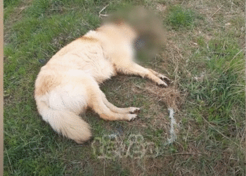 Dyshohet sërish për helmim të qenve në Mitrovicë të Veriut