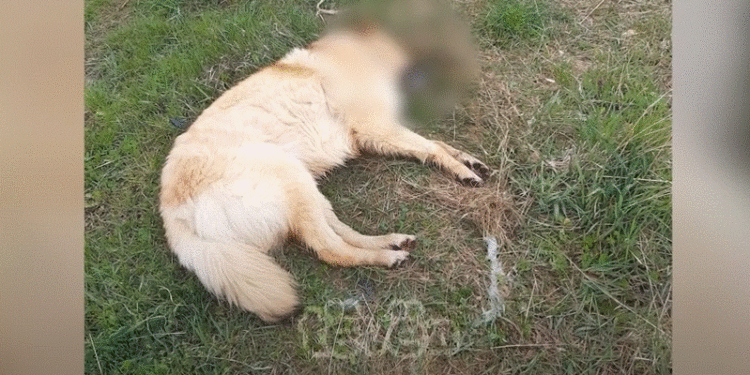 Dyshohet sërish për helmim të qenve në Mitrovicë të Veriut