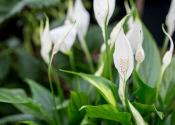 Bimët që bëjnë mrekulli rreth njeriut