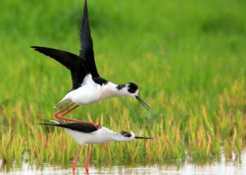 Kurti: Të vlerësohet puna e sakrifica e fotografëve për të sjellë imazhet më të mira tek ne