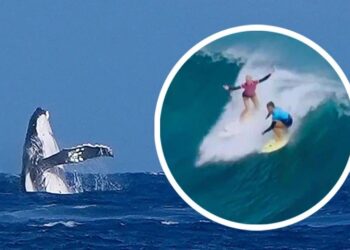 Një balenë “shfaqet” në garat olimpike të surfimit