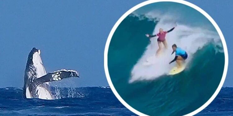 Një balenë “shfaqet” në garat olimpike të surfimit