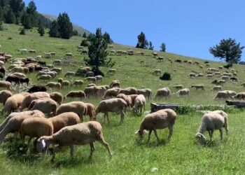 Ndalohet importi i deleve dhe dhive nga Rumania dhe Greqia