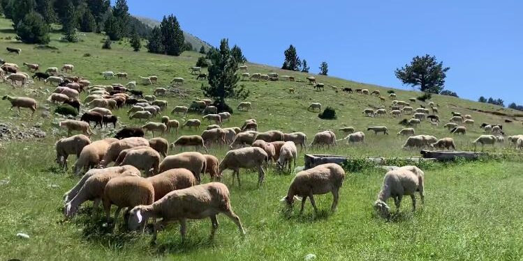 Ndalohet importi i deleve dhe dhive nga Rumania dhe Greqia