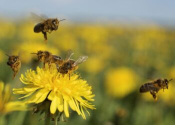 Trajtimet më të mira natyrale kundër pickimit nga bletët