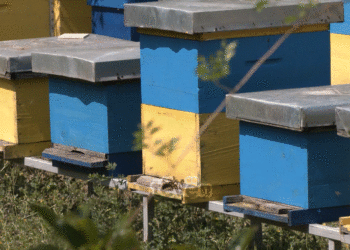 Mungesë e prodhimit të mjaltit në Kosovë