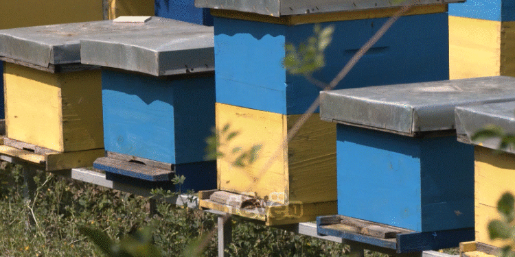 Mungesë e prodhimit të mjaltit në Kosovë