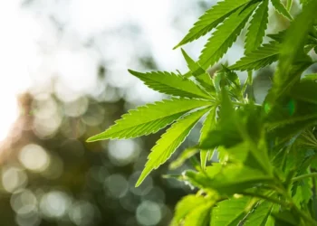 Arrestohet në Viti një person i dyshuar për kultivim të bimëve narkotike