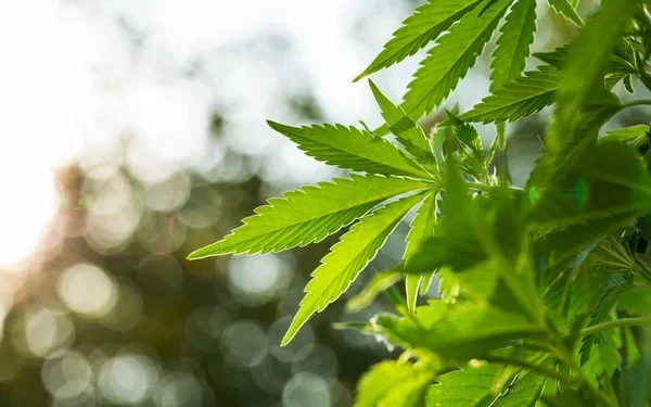 Arrestohet në Viti një person i dyshuar për kultivim të bimëve narkotike