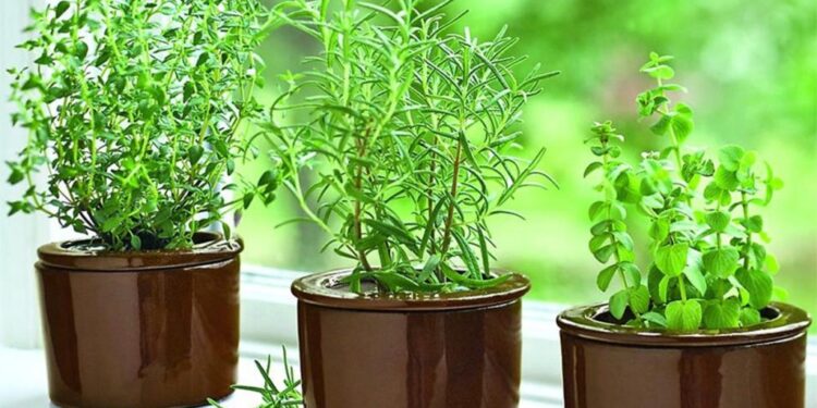 Bimët më të mira të shtëpisë që mbajnë larg mushkonjat