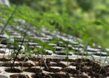 Prokuroria në Gjilan kërkon paraburgim për të dyshuarin për kultivim të kanabisit në shtëpi