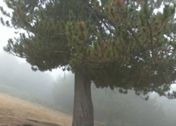 Si e goditi rrufeja për vdekje 64-vjeçaren në Prevallë?