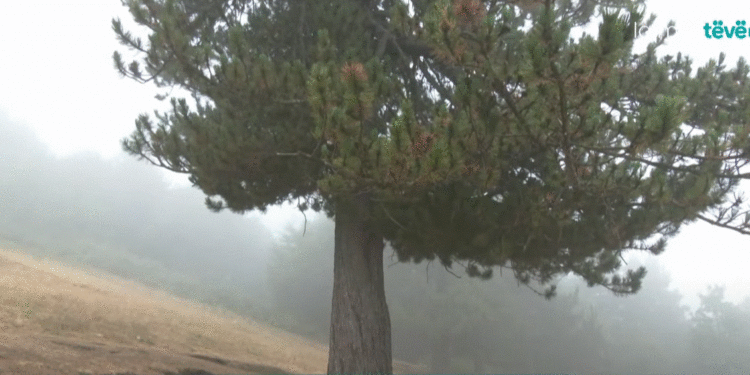 Si e goditi rrufeja për vdekje 64-vjeçaren në Prevallë?