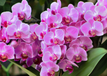 Cilat janë lulet më të shtrenjta në botë dhe ku gjenden ato